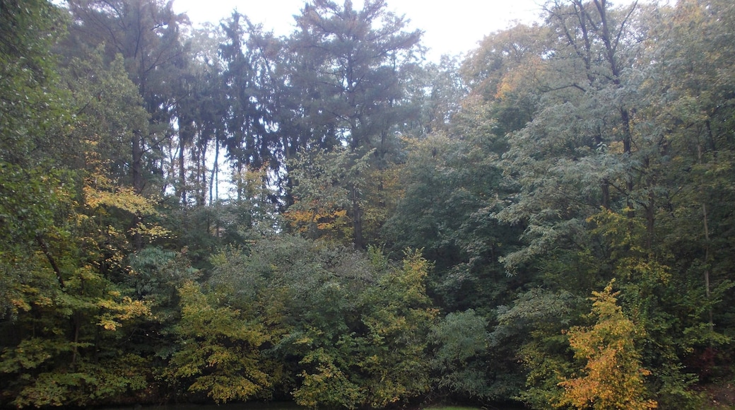 Pond in Döben (Groimma, Leipzig district, Saxony)