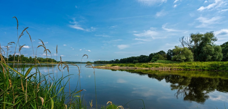 Un río tranquilo con carrizales en primer plano y árboles a lo largo de las orillas bajo un cielo azul despejado.
