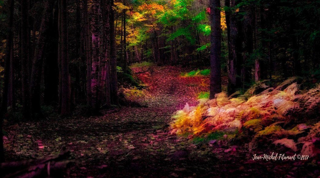 Back light fall atmosphere in Québec City.