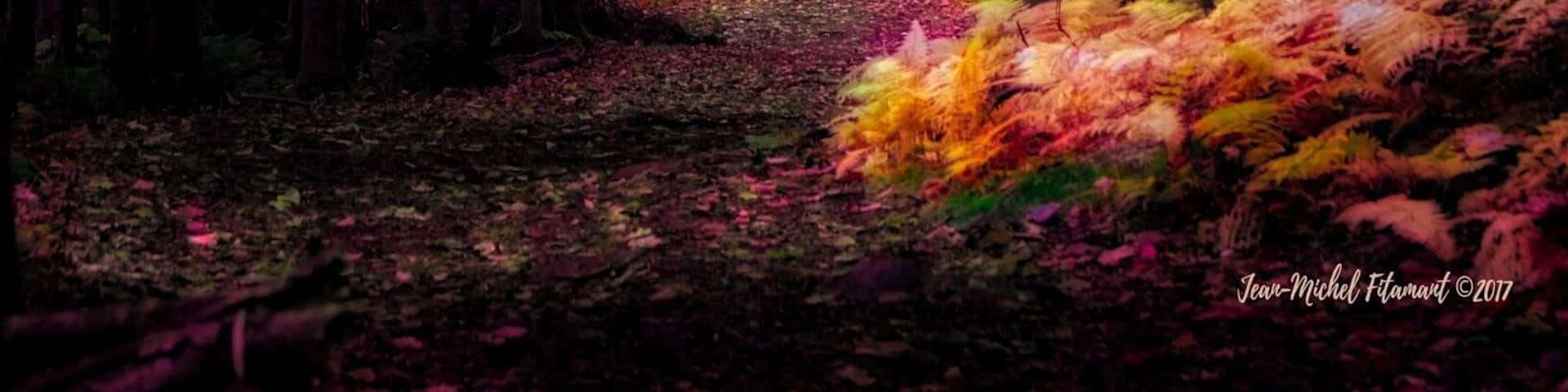 A forest with colorful autumn leaves and a path.