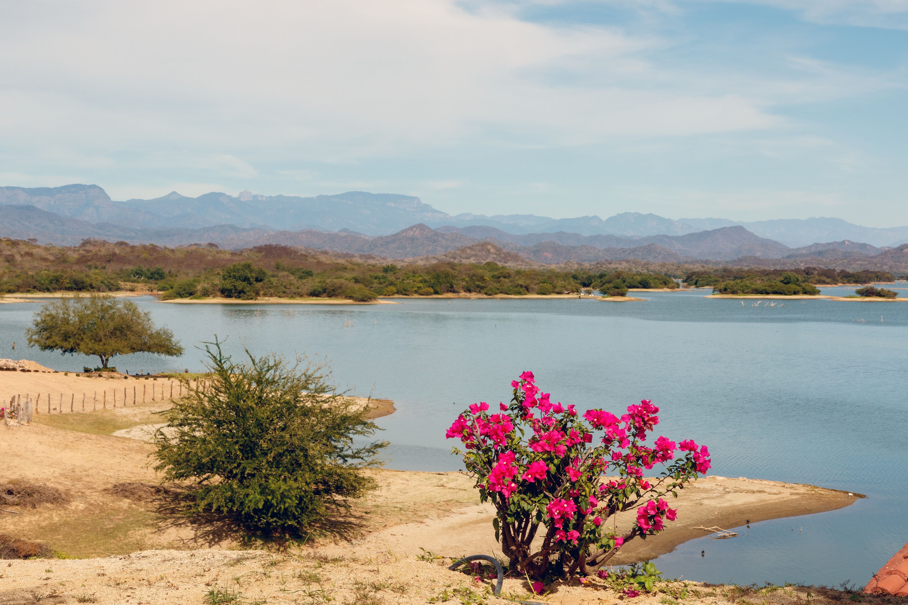 Flowers on a ridge overlooking Lake PIcachos in Sinaloa Mexico, with the Sierra Madre Mountains in the background