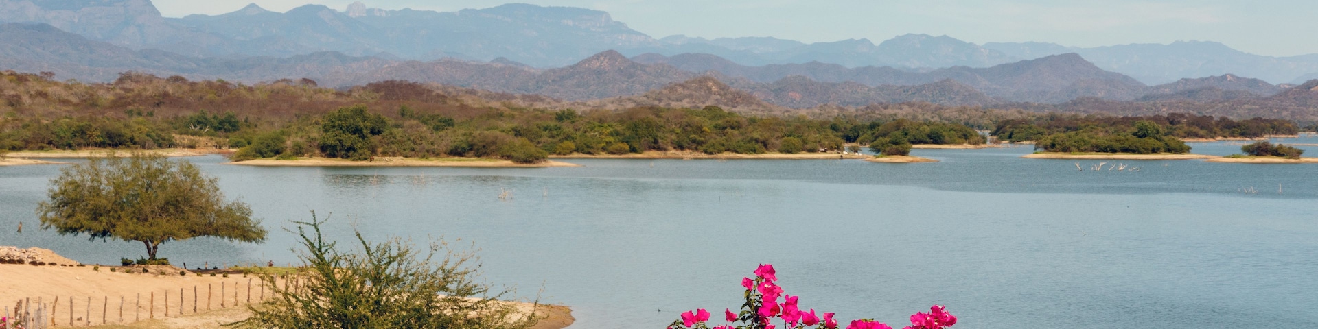 Flowers on a ridge overlooking Lake PIcachos in Sinaloa Mexico, with the Sierra Madre Mountains in the background
