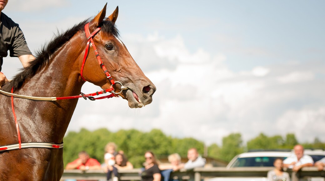 racing horse portrait close up