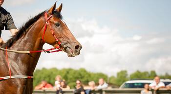 racing horse portrait close up