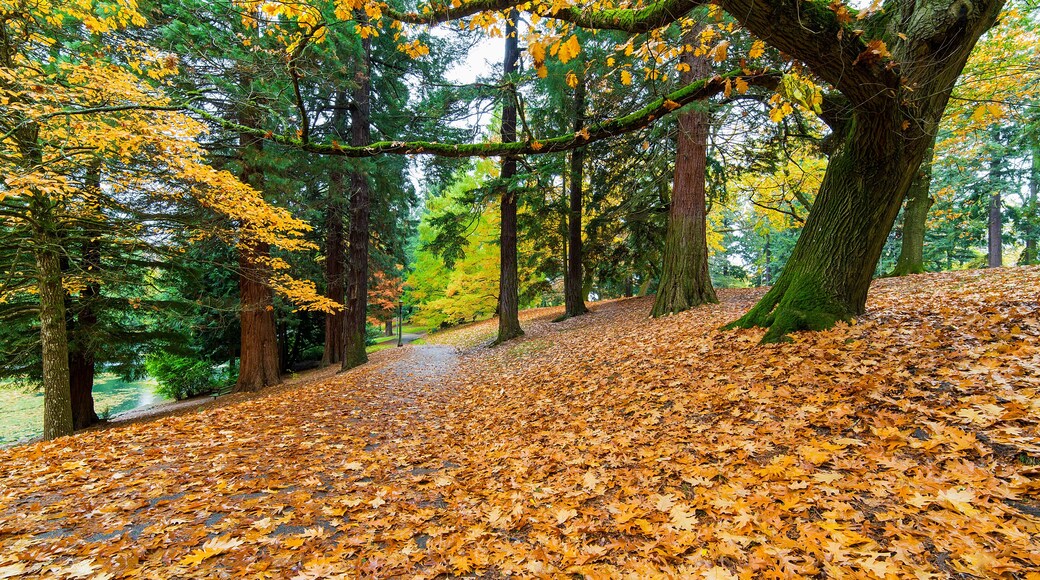 Garden Path Covered in Autumn Leaves
