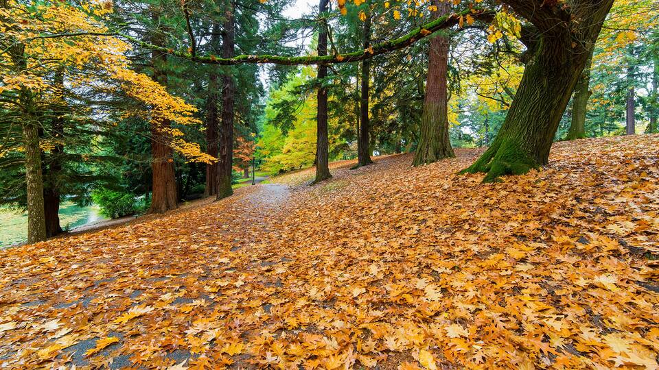 A forest path covered with autumn leaves.