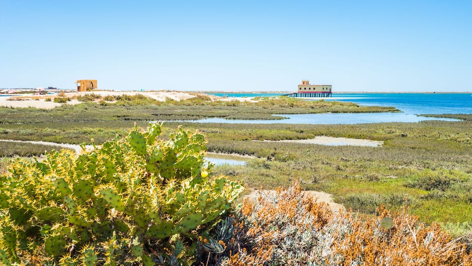 A coastal landscape with a cactus in the foreground, a sandy beach, and a pier extending into the water.