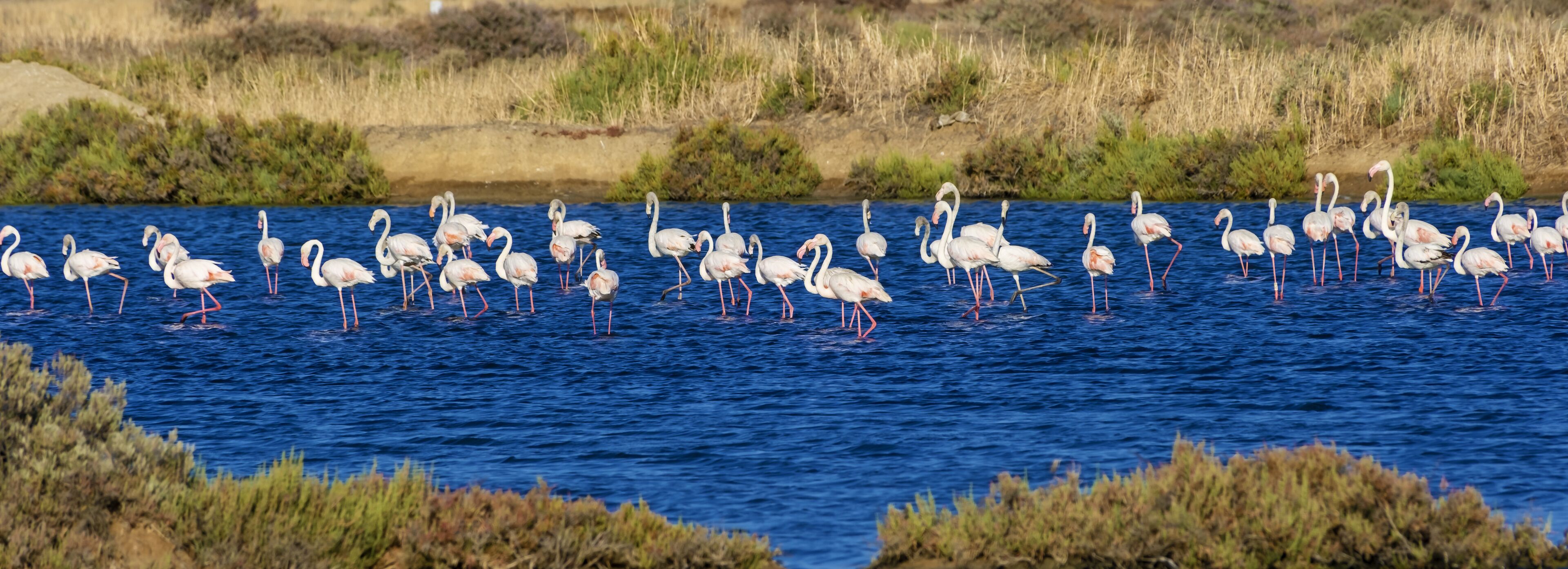 flamingos in the salt flats of Fuseta, Algarve, Portugal