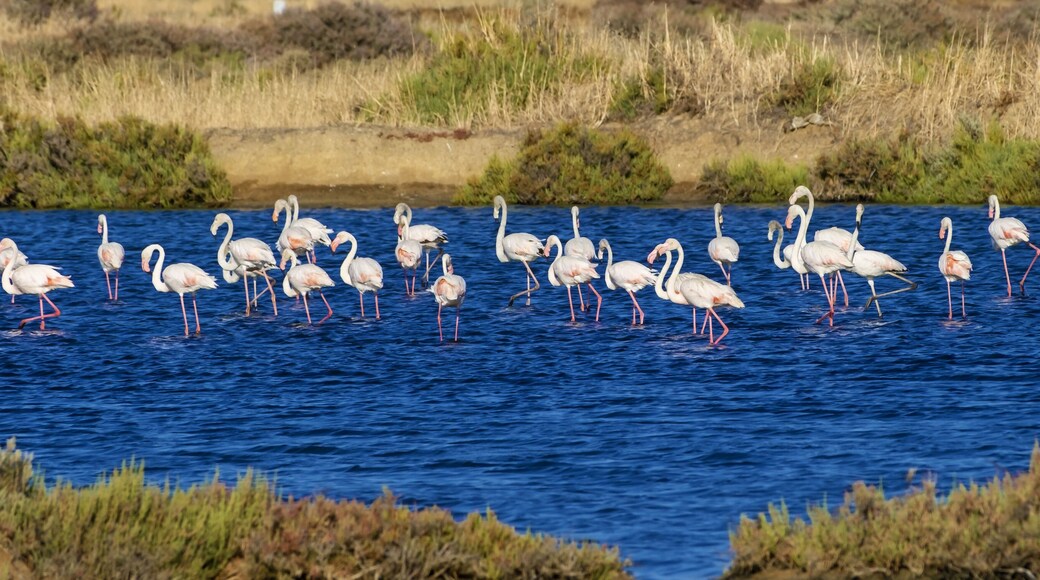 flamingos in the salt flats of Fuseta, Algarve, Portugal
