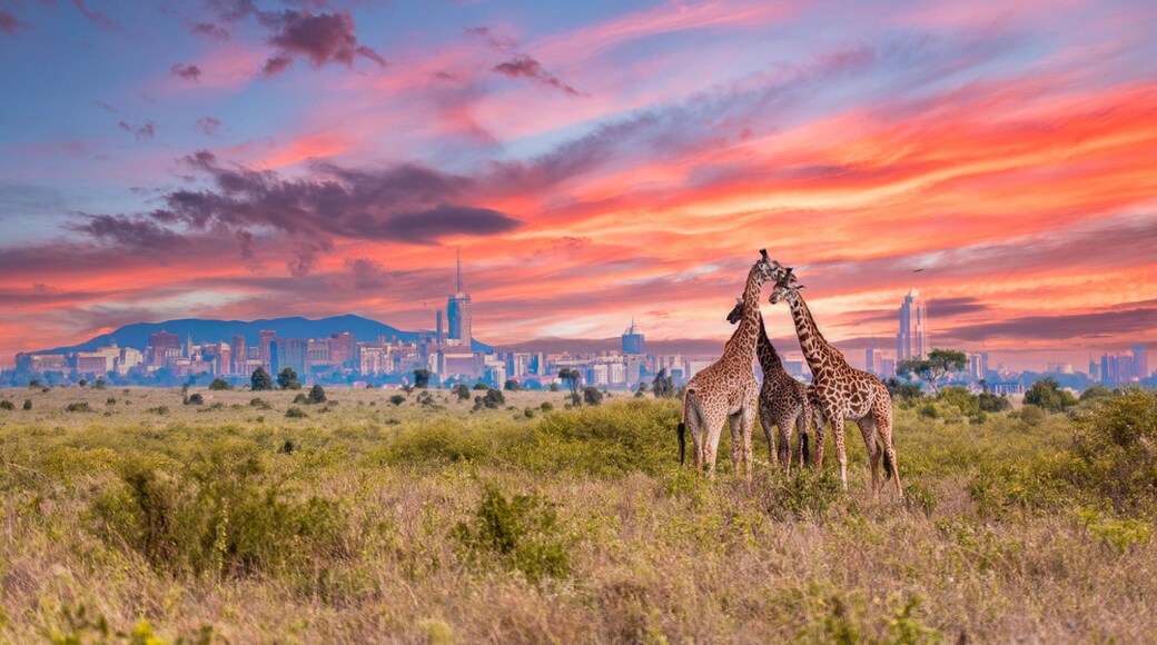Giraffes at Sunrise in Nairobi National Park with City Skyline, Kenya, Africa