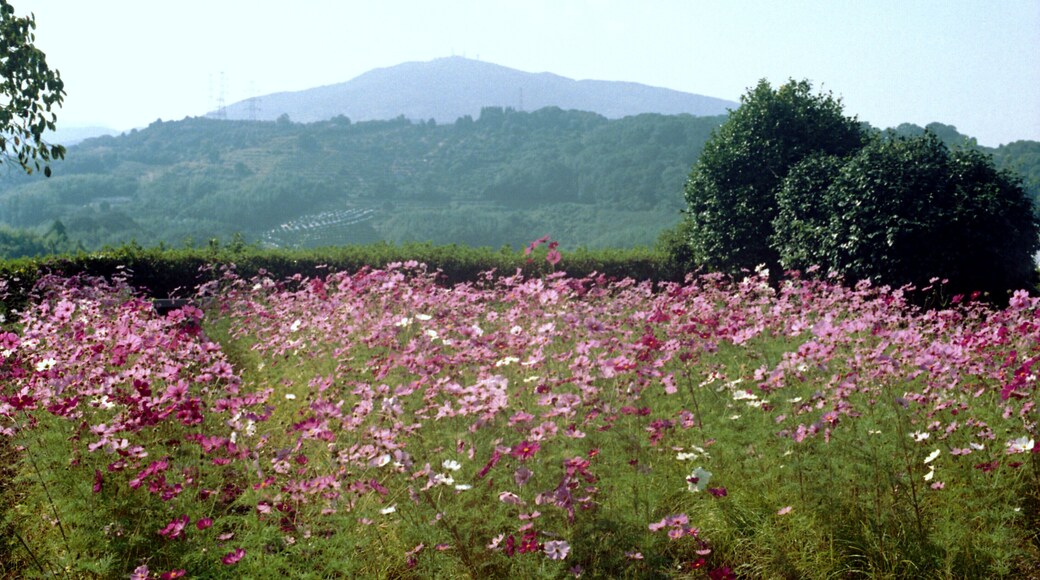 田原坂・薩軍墓地