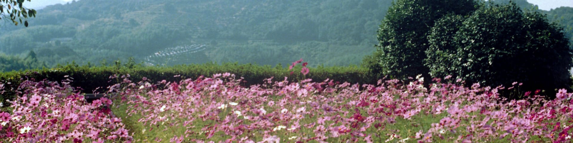 田原坂・薩軍墓地
