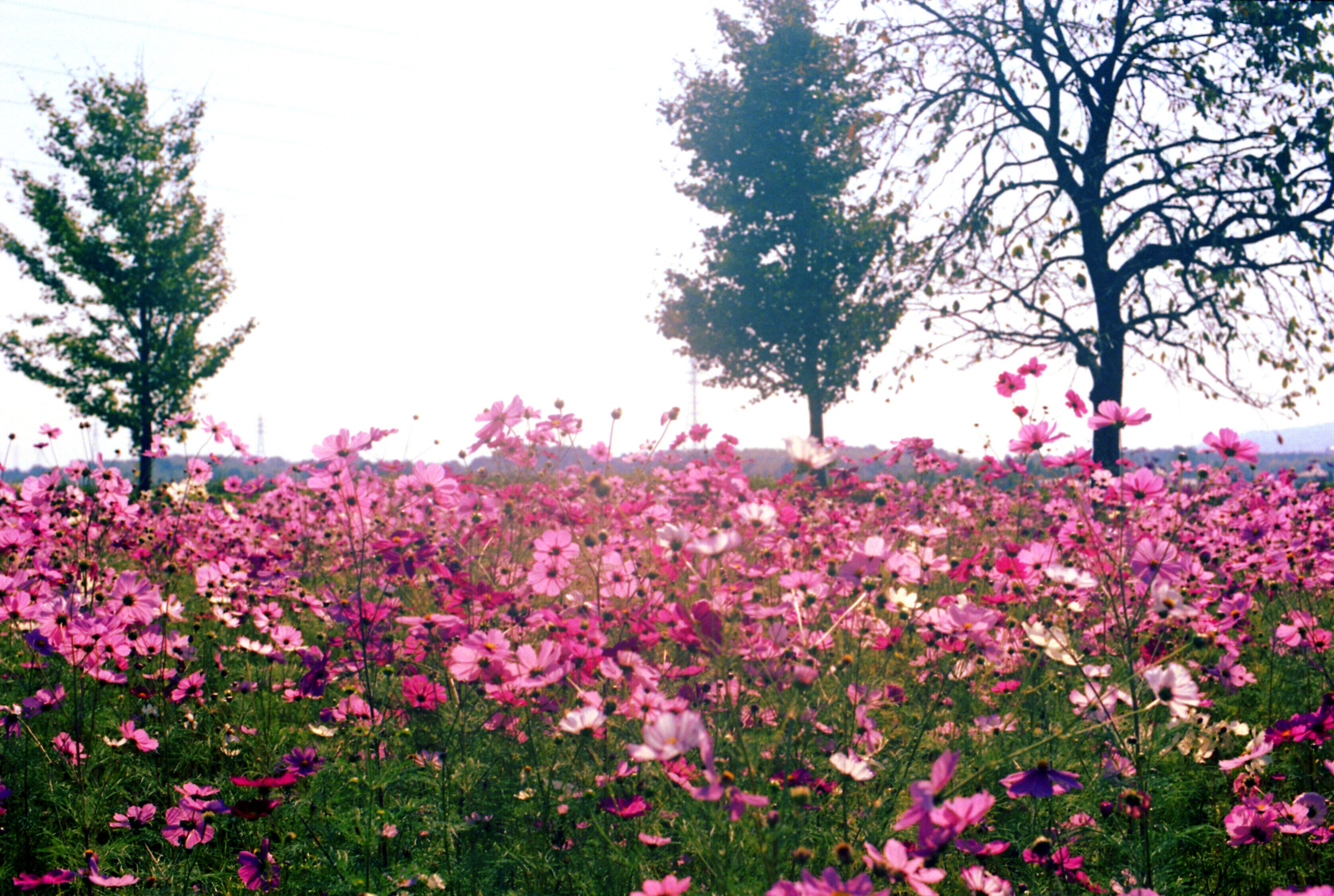 田原坂薩軍墓地