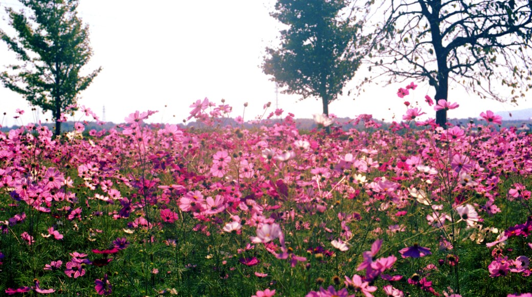 田原坂薩軍墓地