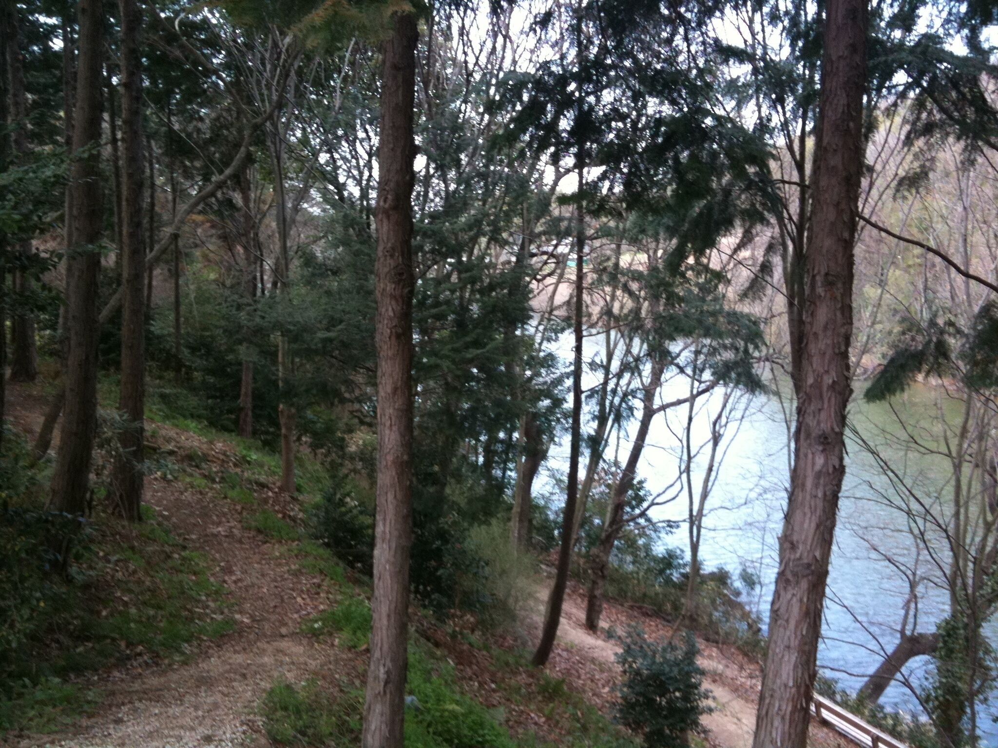 A forested area with tall trees and a dirt path leading to a body of water.