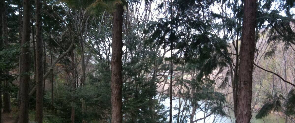A forested area with tall trees and a dirt path leading to a body of water.