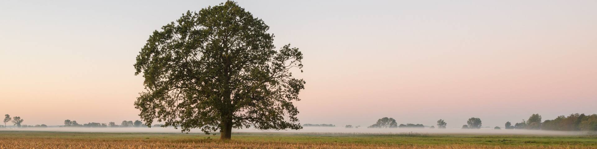 Trees On Field Against Sky During Sunrise