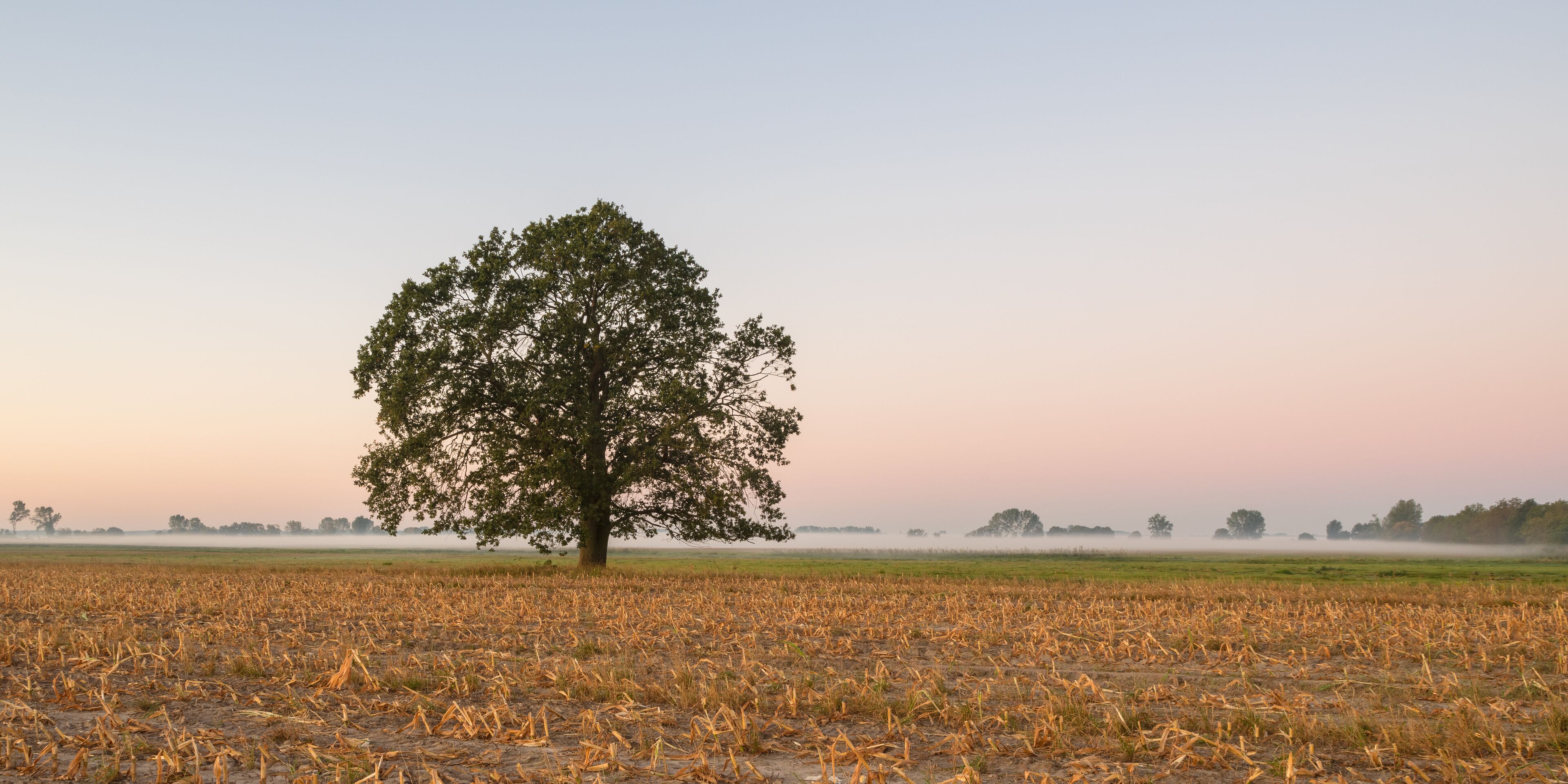 A solitary tree in a dry field with a misty horizon.