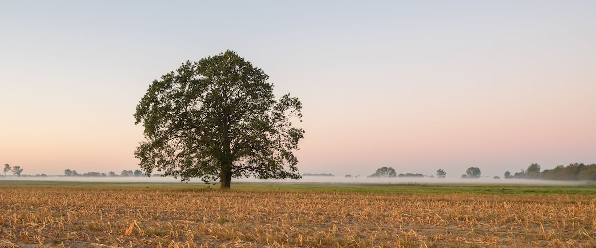 A solitary tree in a dry field with a misty horizon.