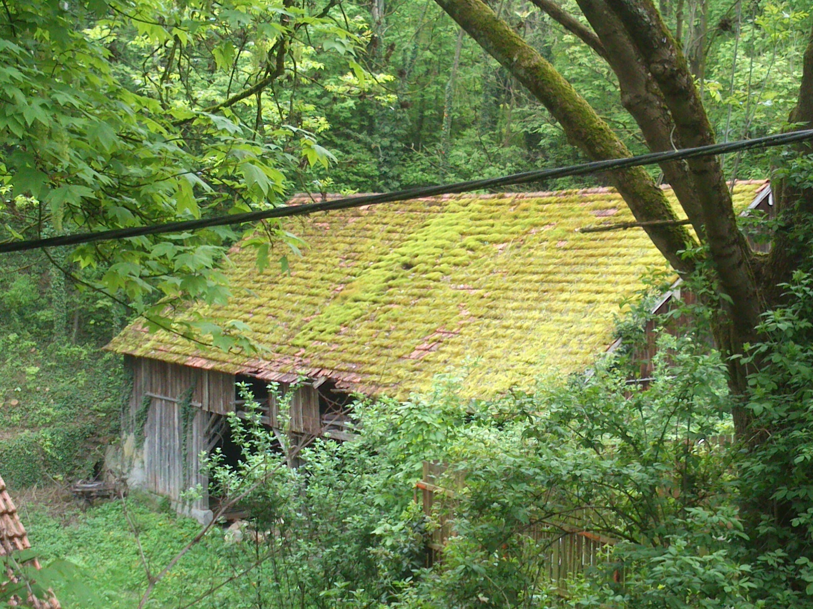Moos auf dem Dach, Landau, Deutschland