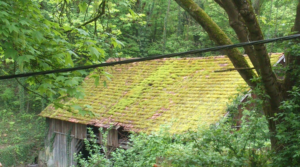 Moos auf dem Dach, Landau, Deutschland