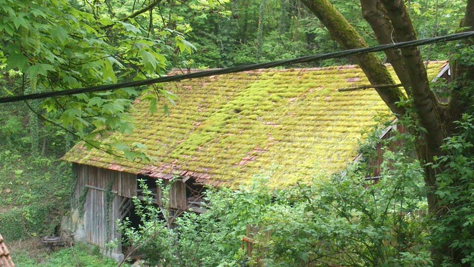A rustic wooden house with a moss-covered roof, surrounded by dense forest.