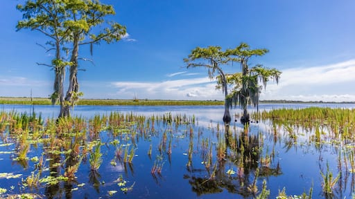 Beautiful Swamp in Florida