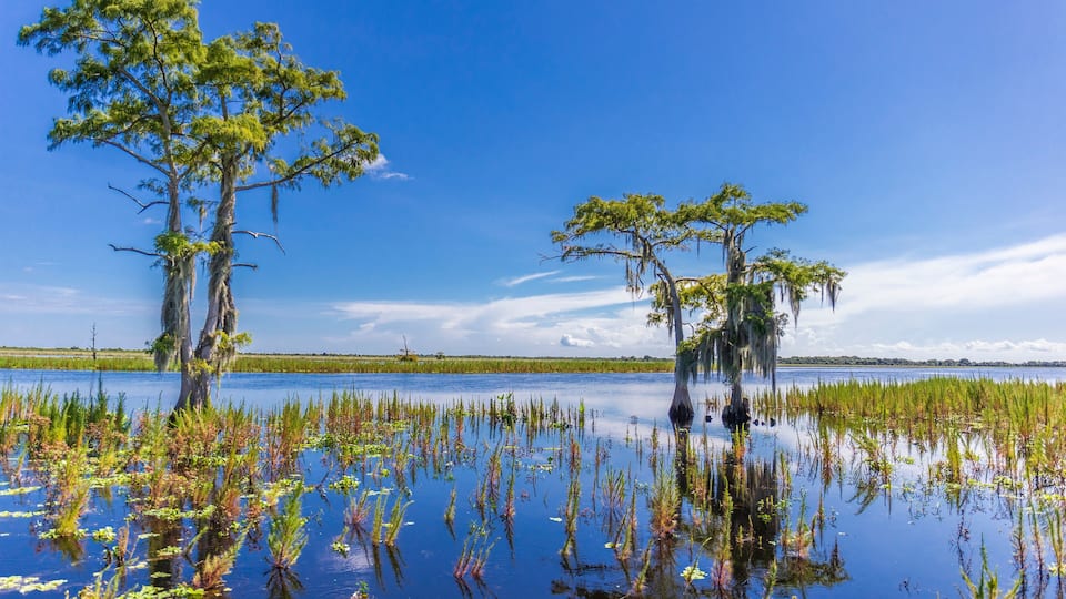 A swamp with two large trees and a clear blue sky.