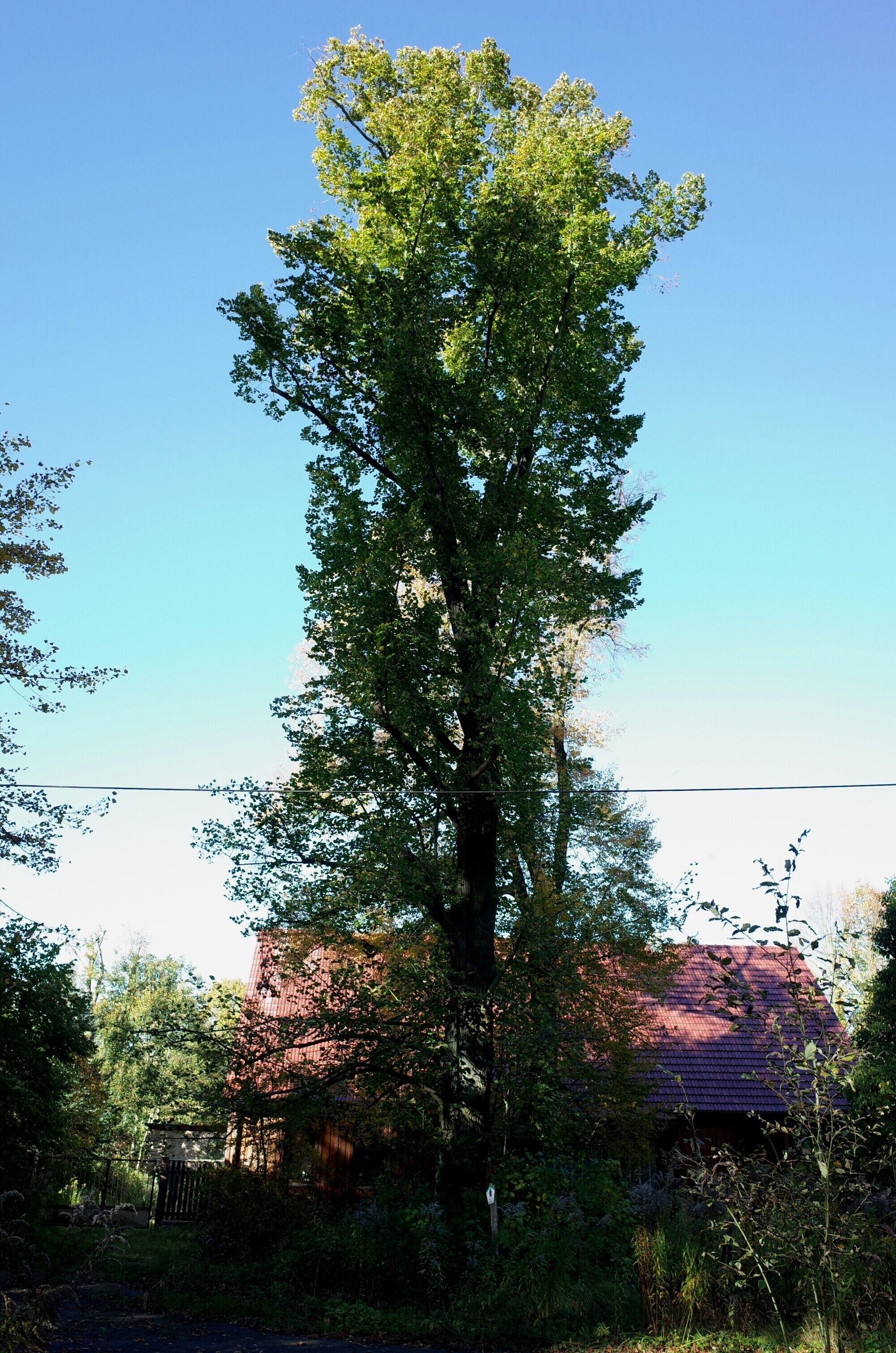 Gräfenhainichen, Linde (Naturdenkmal) im Ortsteil Möhlau-Rothehaus.