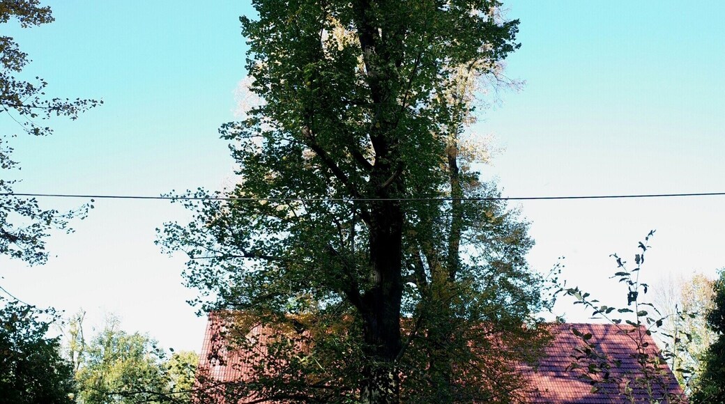 Gräfenhainichen, Linde (Naturdenkmal) im Ortsteil Möhlau-Rothehaus.