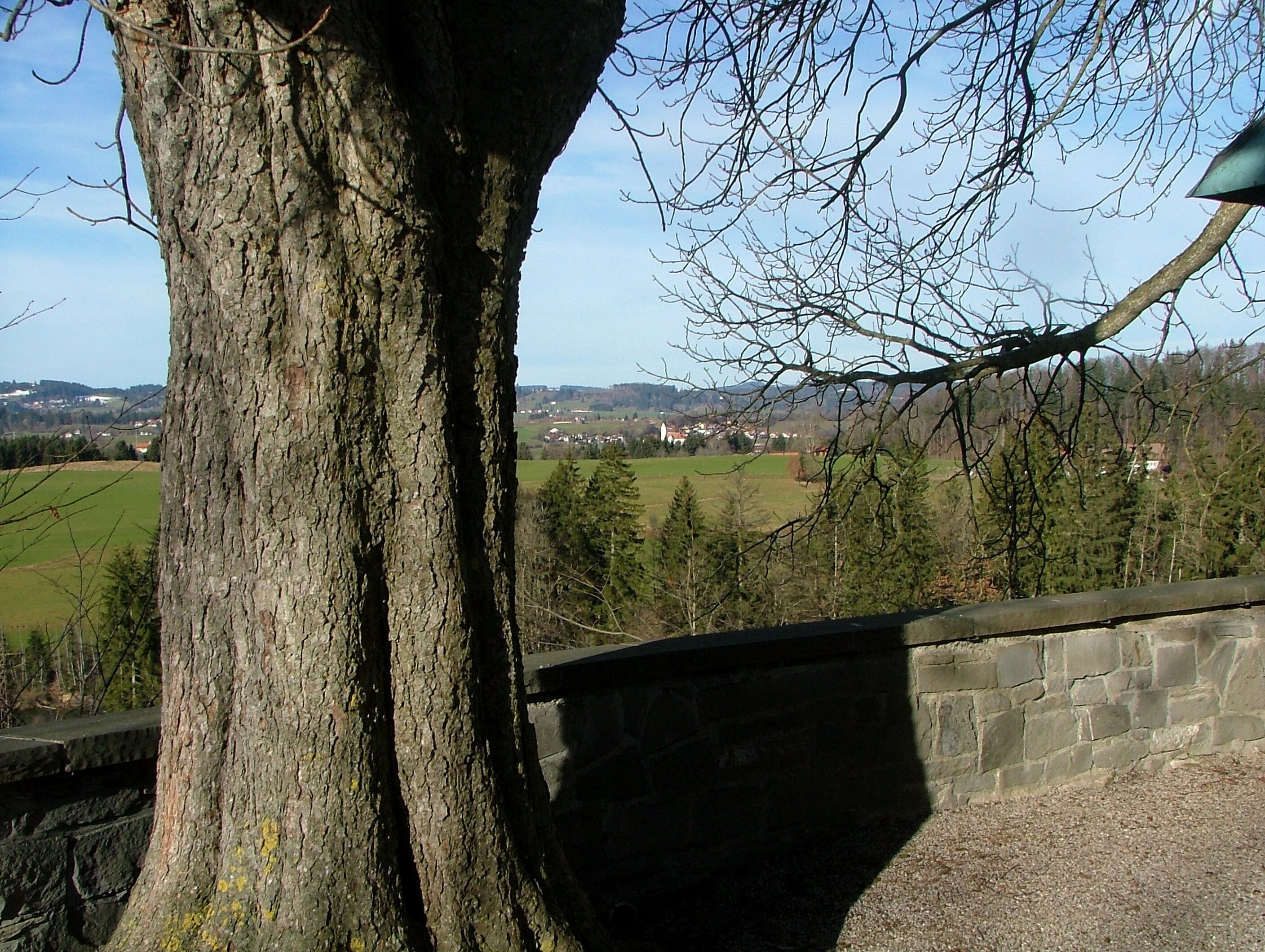 A large tree trunk with a stone wall and a view of a village in the distance.