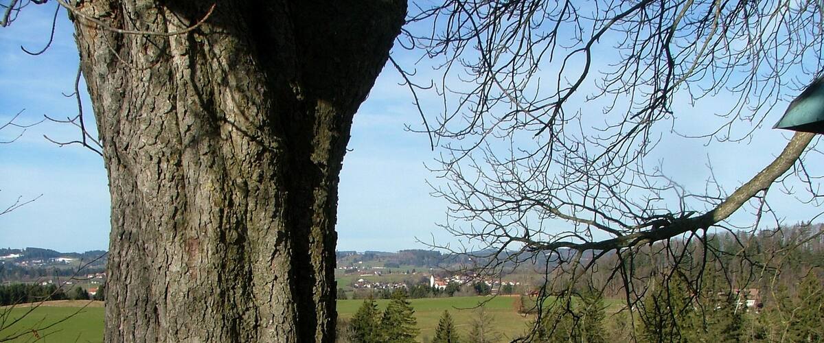 A large tree trunk with a stone wall and a view of a village in the distance.