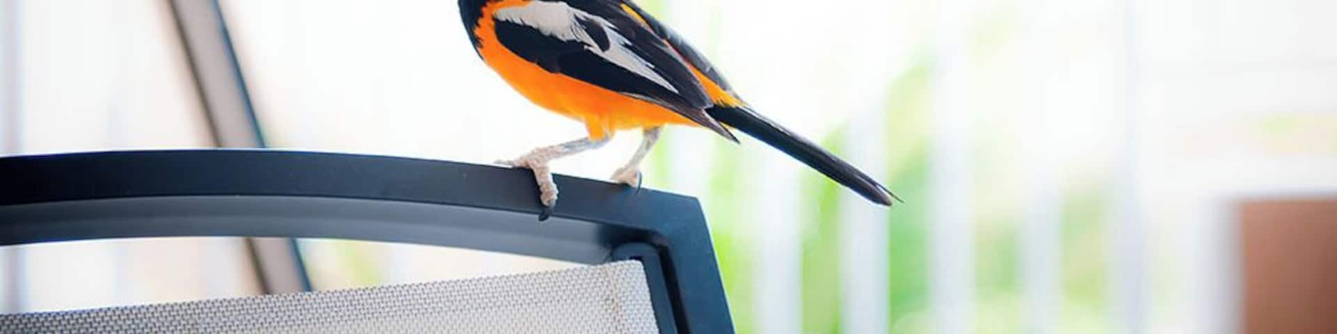 One of the many birds that came to hang out with us in the morning. #aruba