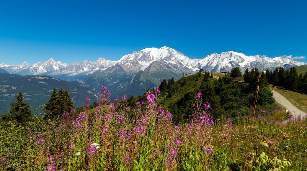A mountain range with snow-capped peaks, a clear blue sky, and a foreground of purple wildflowers.