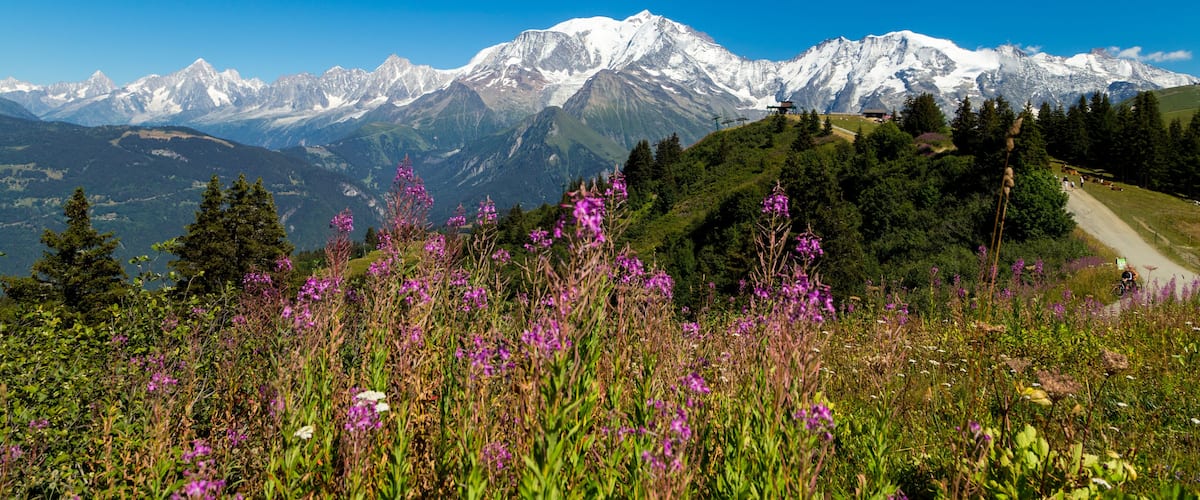 Een bergketen met besneeuwde toppen, een heldere blauwe lucht en een voorgrond van paarse wildebloemen.