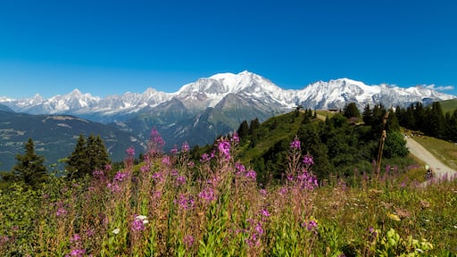 Een bergketen met besneeuwde toppen, een heldere blauwe lucht en een voorgrond van paarse wildebloemen.