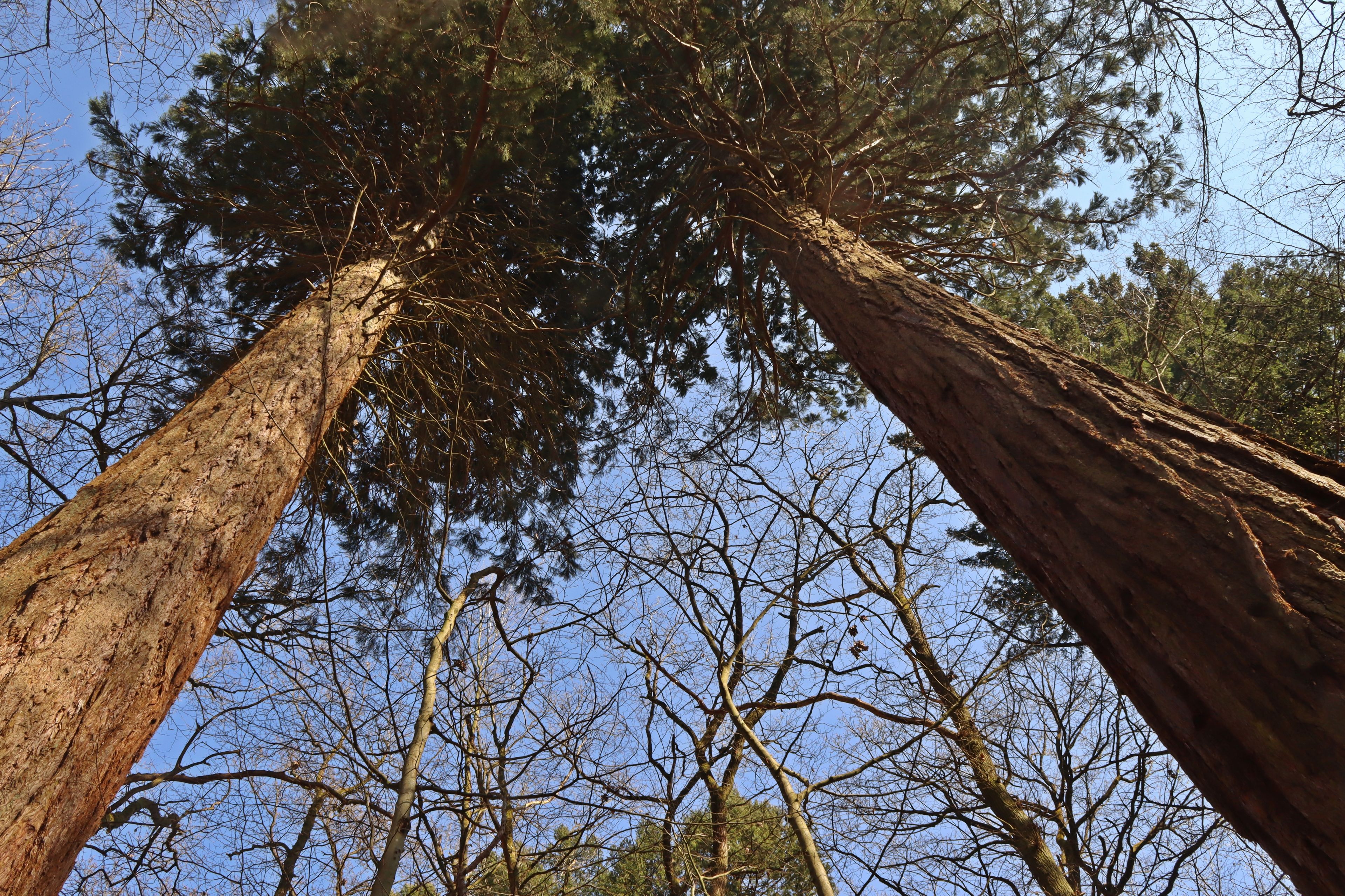 Tall trees with a clear blue sky in the background.