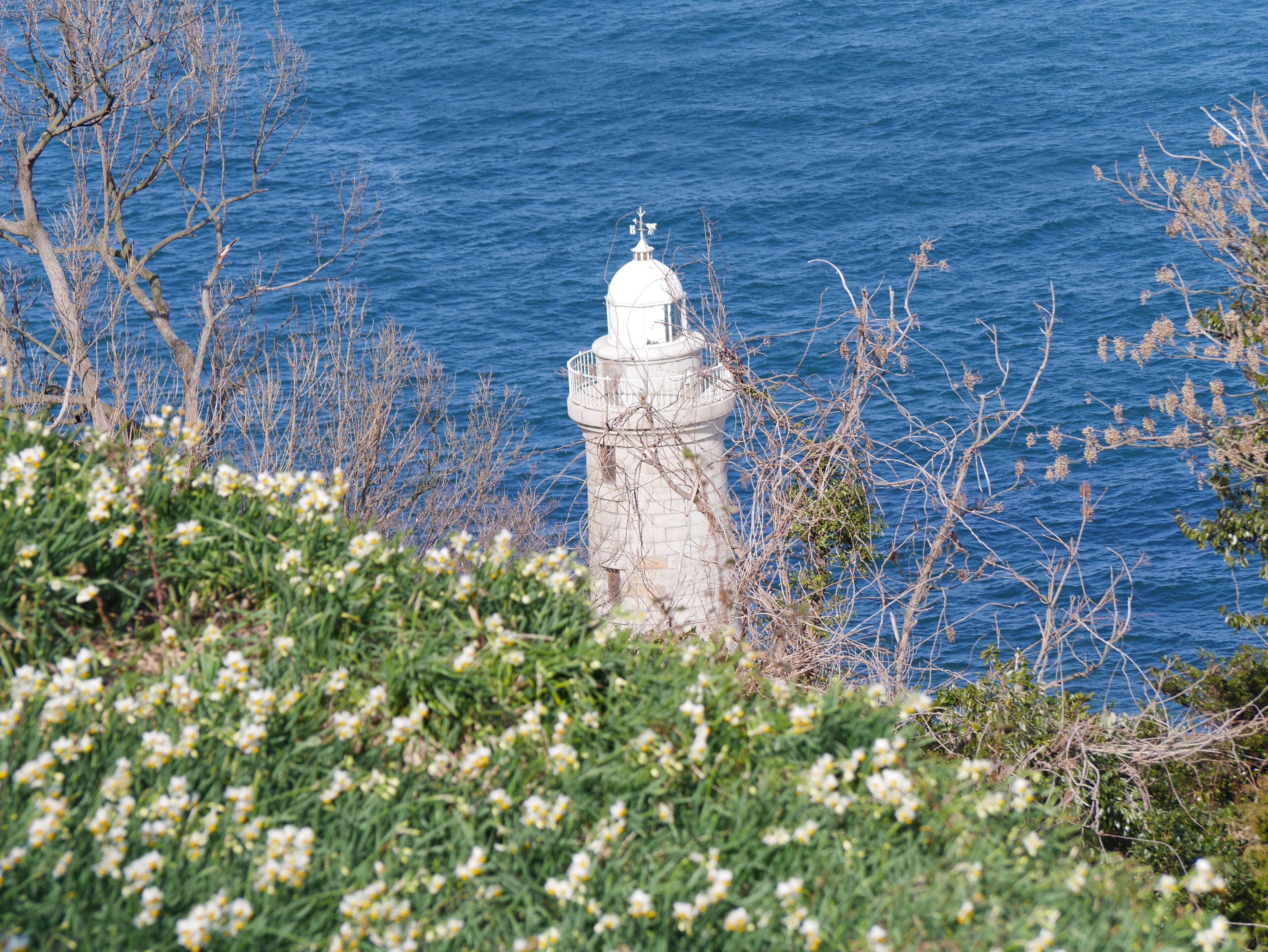 Ogijima Lighthouse and daffodil