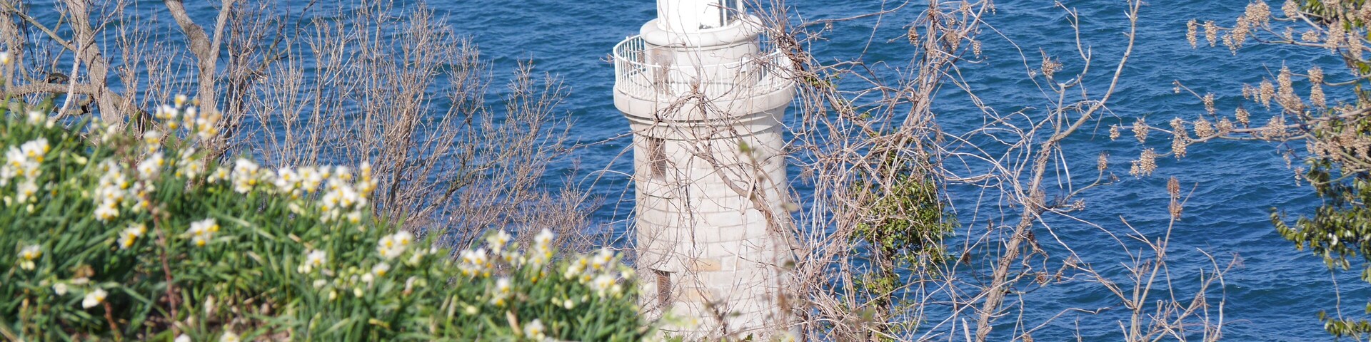 Ogijima Lighthouse and daffodil