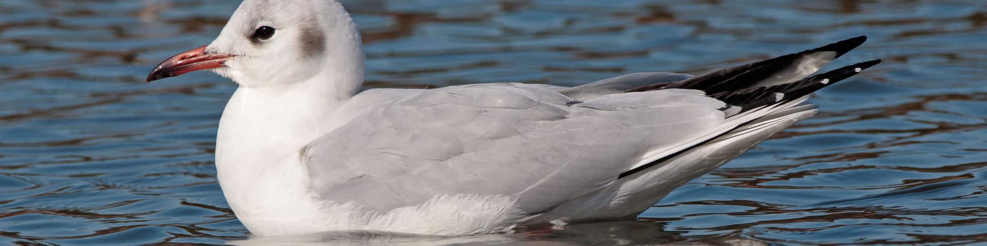 Black-headed gull in Sakai, Osaka.