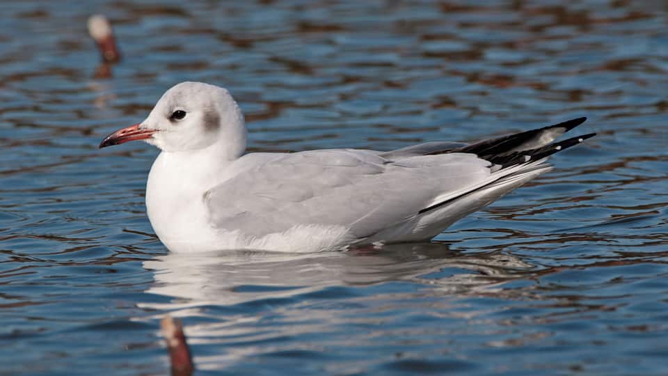 Black-headed gull in Sakai, Osaka.