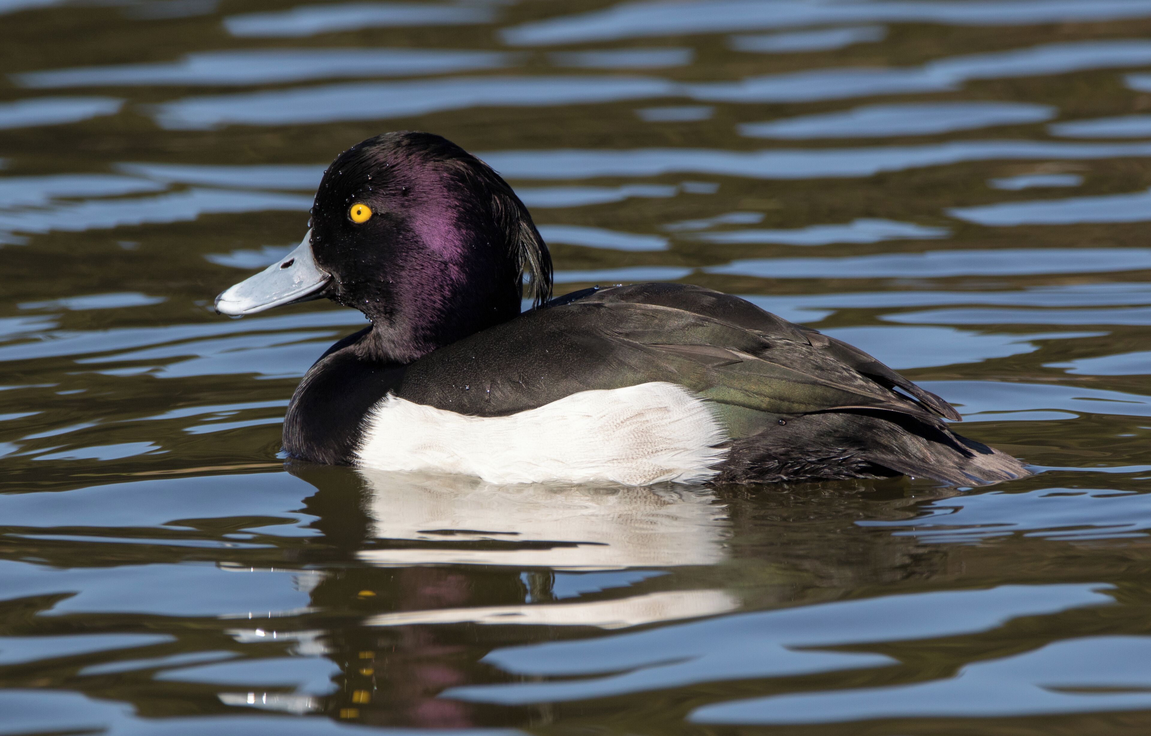 Tufted duck in Sakai, Osaka.