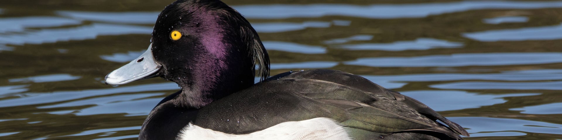 Tufted duck in Sakai, Osaka.