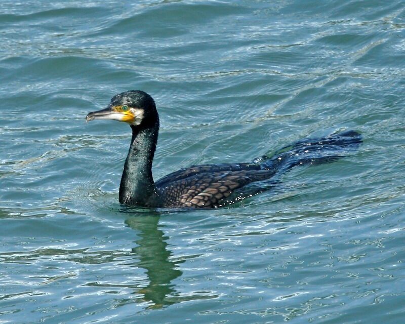 Great cormorant Phalacrocorax carbo hanedae March 18 2007 Location: River in Osaka City, Japan Japanese: kawau, Kawa-u Japanese: カワウ Korean: 민물가마우지 Chinese: [luci], [mo ya], [putong luci], [shui lao-ya], [yu-ying], 墨鸦, 普通鸬鹚, 水老鸦, 海鸬鹚, 鱼鹰, 鸕(茲鳥), 鸕鶿 , 鸬鹚 Distribution; Phalacrocorax carbo - www.bsc-eoc.org/avibase/avibase.jsp?pg=map&lang=EN&am... Phalacrocorax carbo hanedae - www.bsc-eoc.org/avibase/avibase.jsp?pg=map&lang=EN&am... _Q0S3087