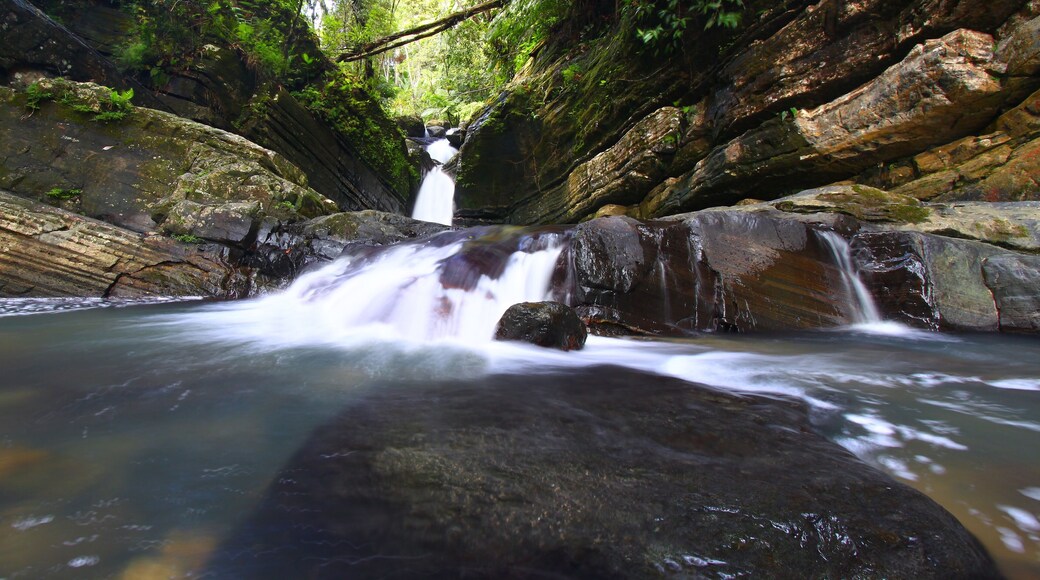 โอโย มูลัส