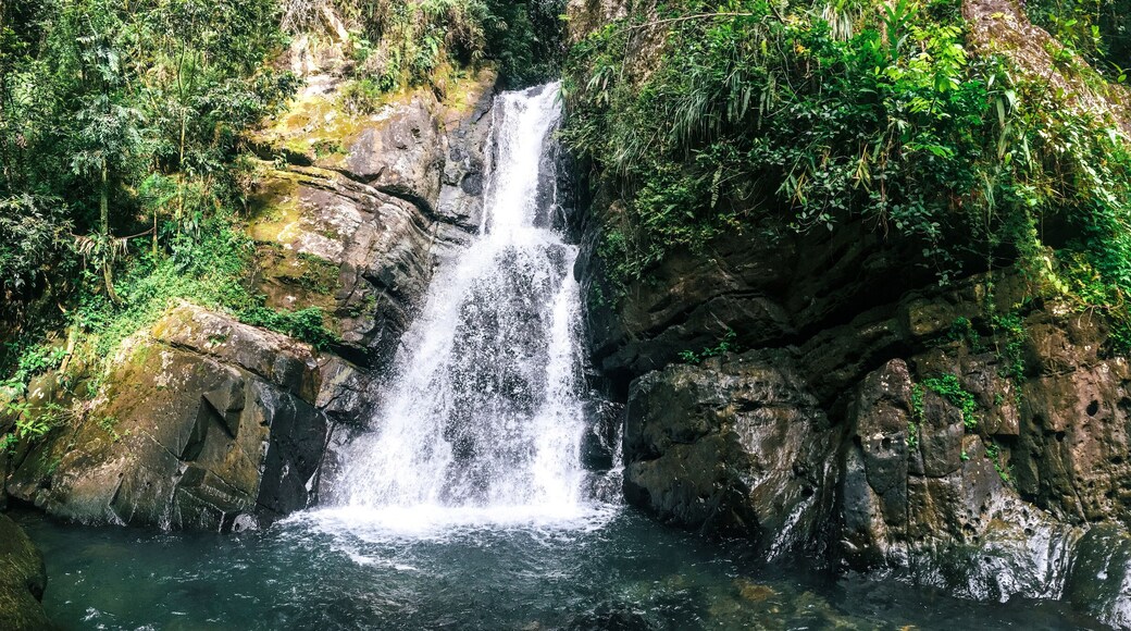 โอโย มูลัส