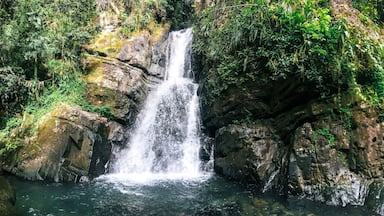 Una cascada se precipita sobre terreno rocoso rodeado de exuberante vegetación.