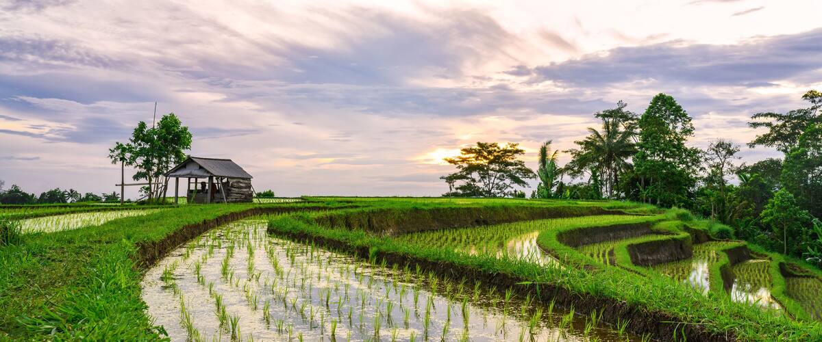(Selective focus) Stunning view of a farmer hut's and a beautiful and colorful morning sky reflected in the rice fields. Jatiluwih rice terrace, Tabanan Regency, North Bali, Indonesia.
