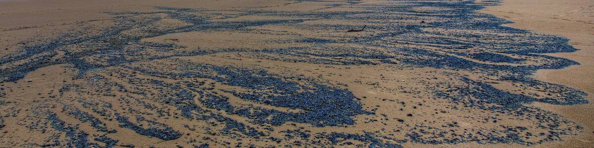Tiny jellyfish washed on shore in wave patterns at sunset on Neahkahnie Beach near Manzanita, Oregon, Oregon Coast