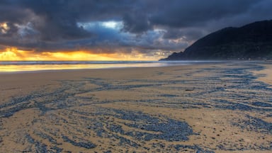 A beach with starfish scattered across the sand and a stormy sky.